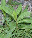 Lactuca serriola