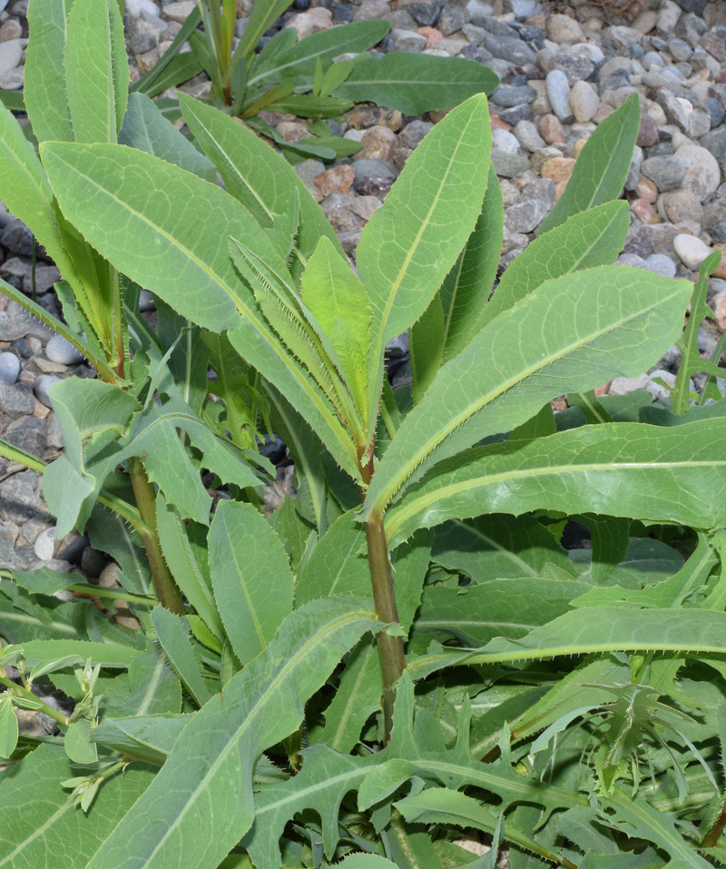 Изображение особи Lactuca serriola.