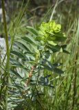 Euphorbia nicaeensis. Верхушка побега с нераспустившимся соцветием в каплях дождя. Испания, автономное сообщество Каталония, провинция Жирона, комарка Альт-Эмпорда, муниципалитет Альбанья, окр. комплекса Santuari de la Mare de Déu del Mont, 1124 м н.у.м., разнотравье в расщелинах известняковых скал. 02.06.2020.