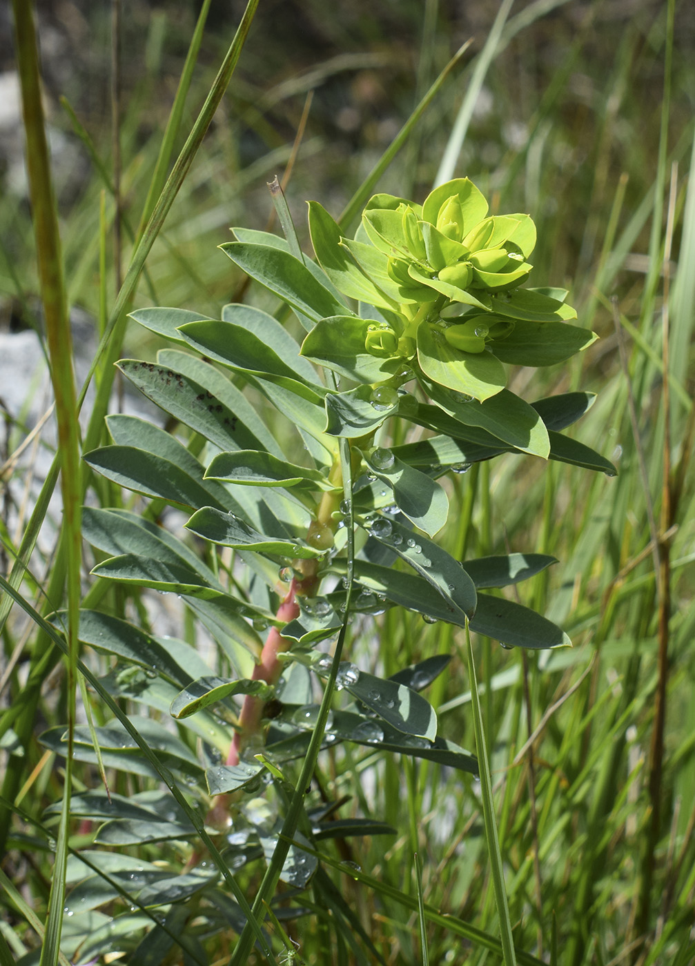 Image of Euphorbia nicaeensis specimen.