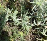 Eryngium campestre. Листья. Кабардино-Балкария, Эльбрусский р-н, окраина с. Кёнделен, памятник \"Скорбящий Горец\", остепнённый луг. 24 июля 2022 г.