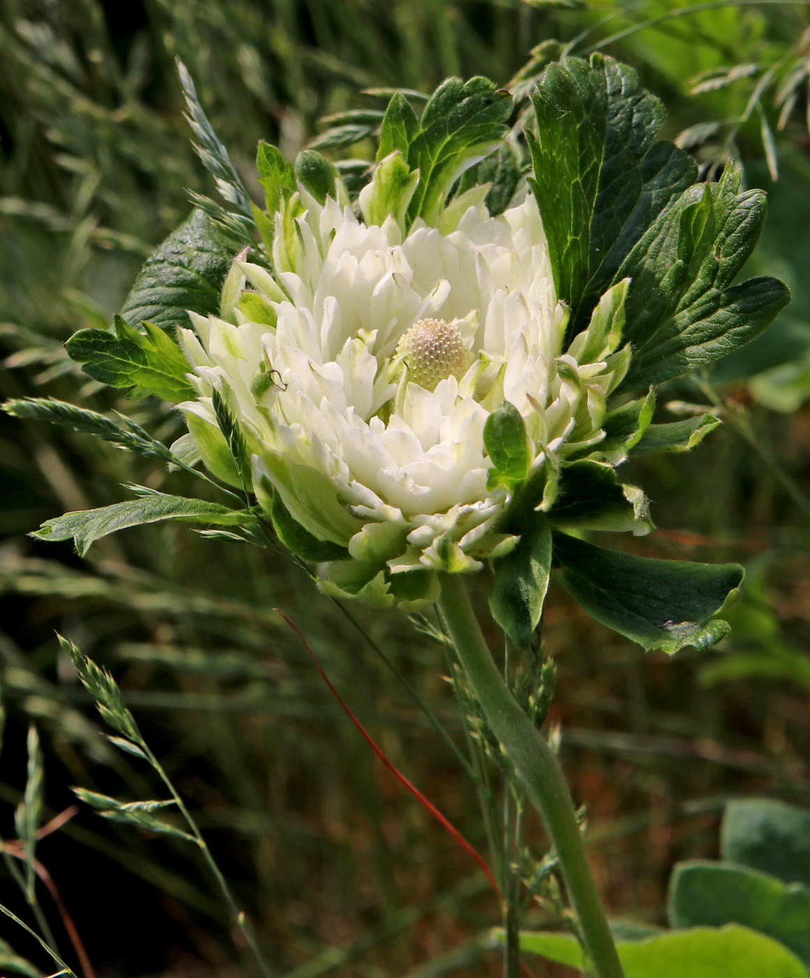 Изображение особи Anemone sylvestris.