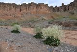 Crambe schugnana. Цветущие растения. Таджикистан, Согдийская обл., Исфара, глинисто-каменистое дно долины. 1 мая 2023 г.