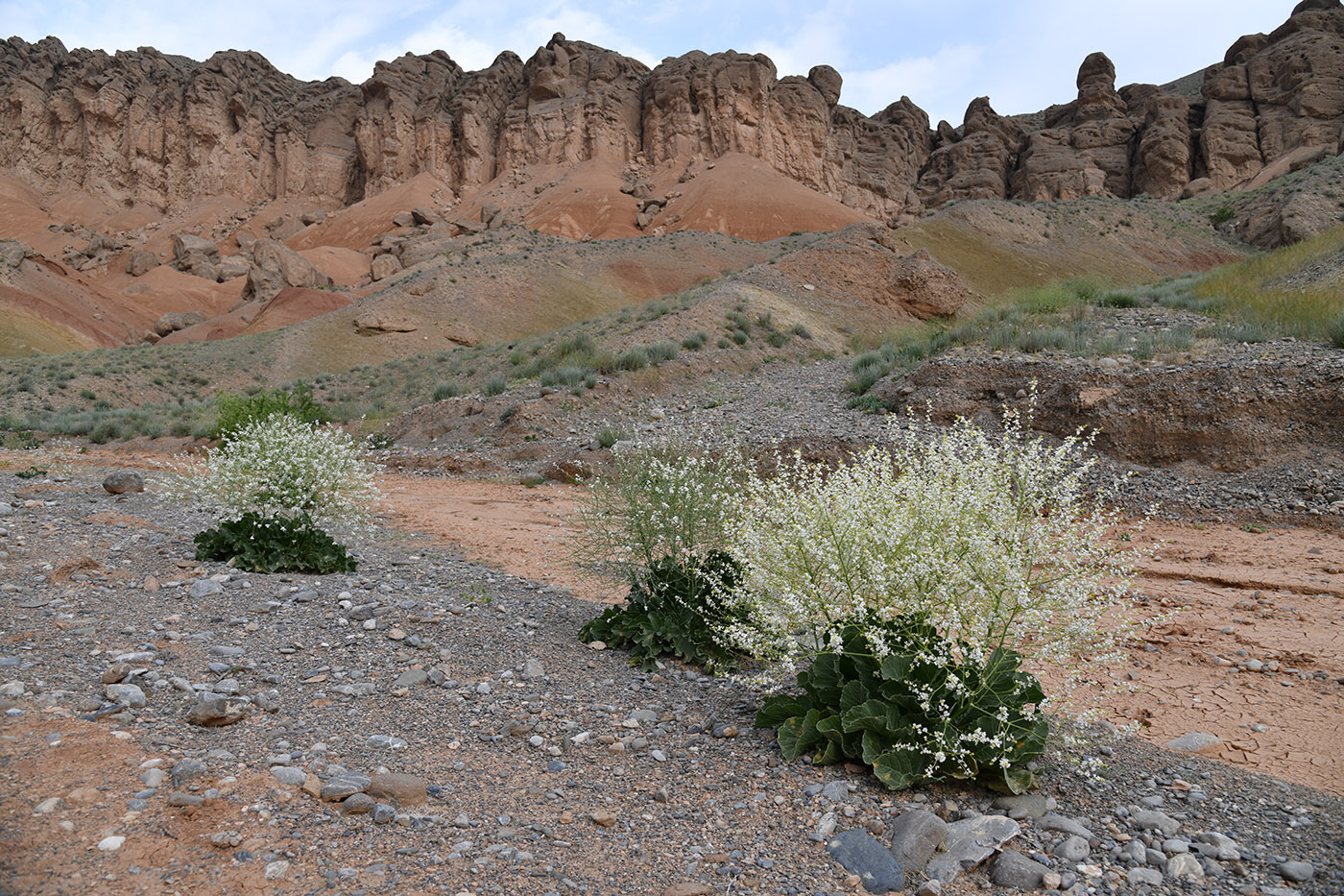 Image of Crambe schugnana specimen.