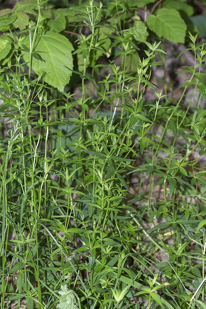 Изображение особи Galium boreale.