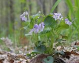 род Viola. Цветущее растение. Амурская обл., Хинганский заповедник, отроги Малого Хингана, басс. р. Дыроватка, смешанный лес на водоразделе. 20.05.2022.