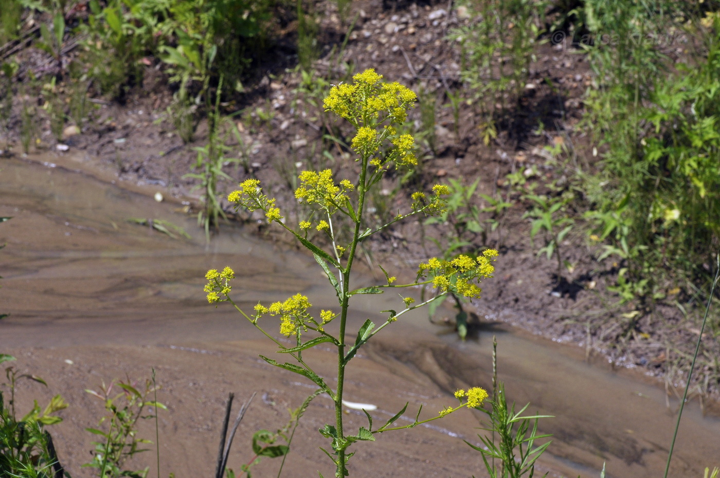 Image of Rorippa globosa specimen.