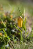 Fritillaria ophioglossifolia
