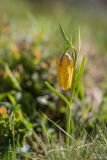 Fritillaria ophioglossifolia