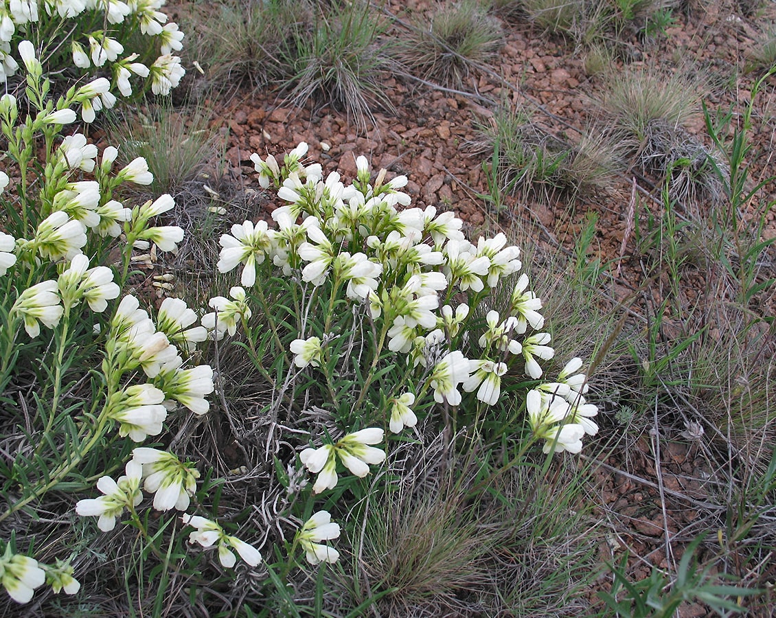 Image of Onosma simplicissima specimen.