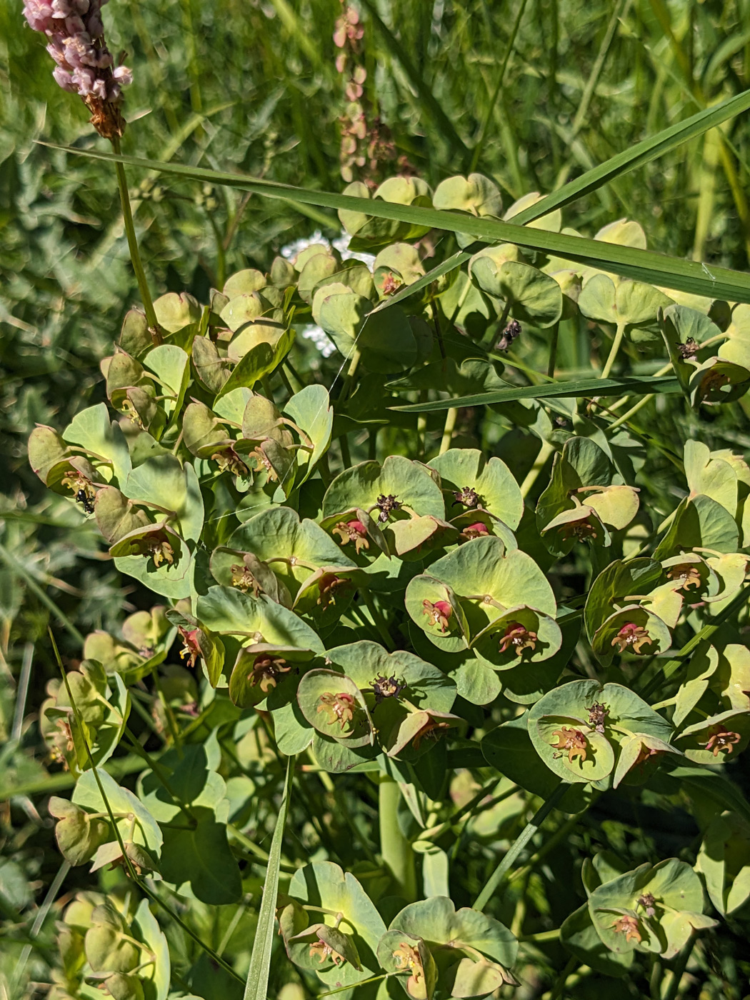 Изображение особи Euphorbia glaberrima.