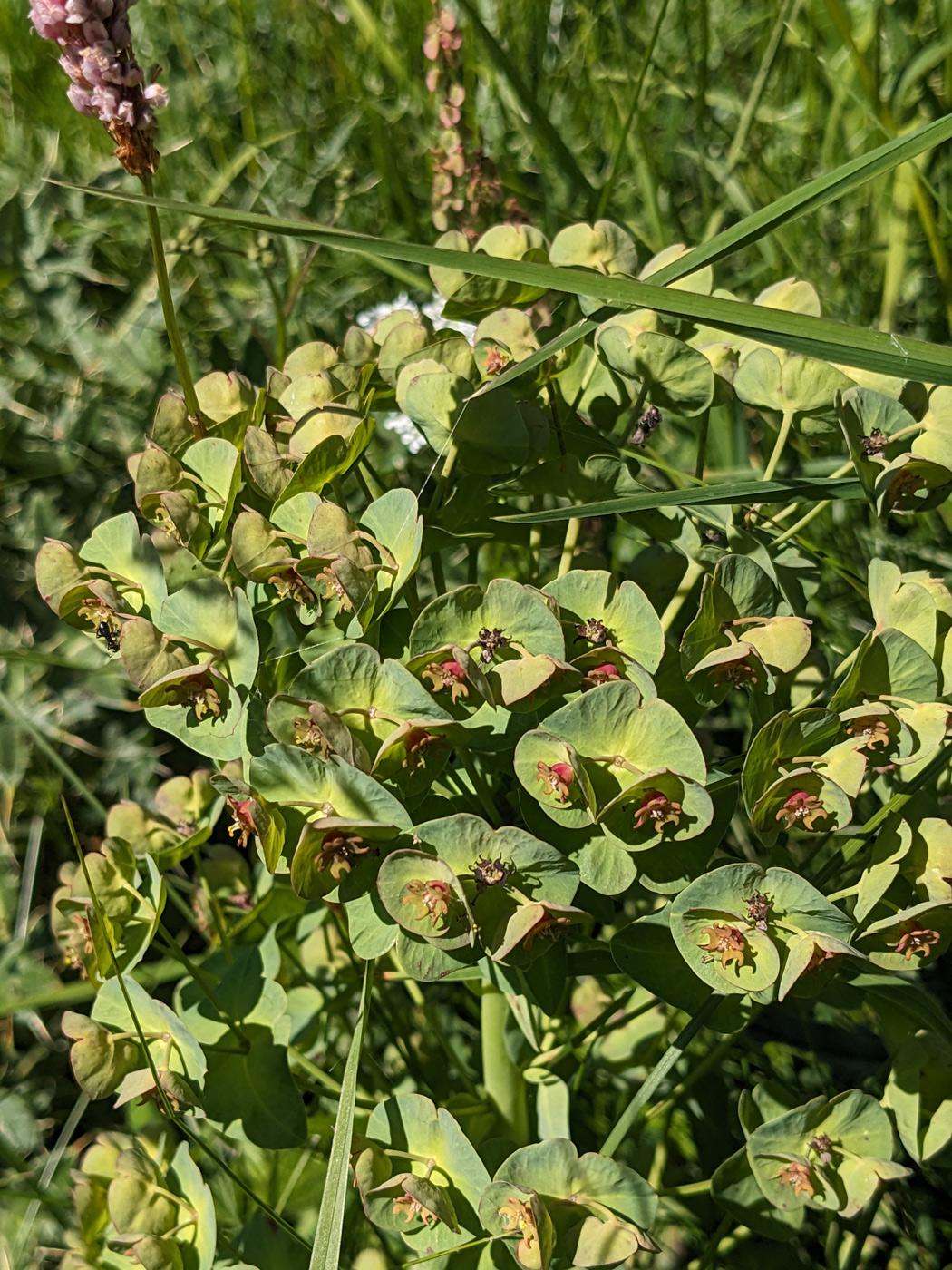 Image of Euphorbia glaberrima specimen.