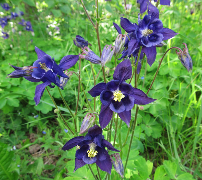 Image of Aquilegia vulgaris specimen.