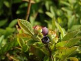 Vaccinium myrtilloides. Веточка с созревающими ягодами. Московская обл., г. Видное, садовый участок, кислый цветник. 03.07.2023.