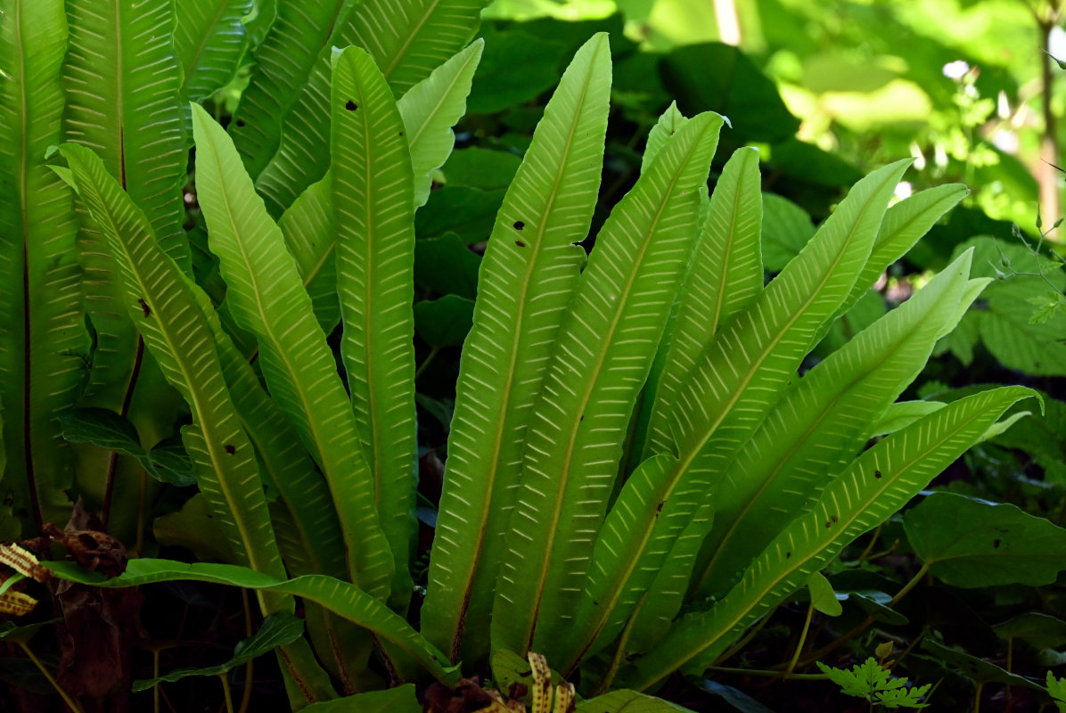 Изображение особи Phyllitis scolopendrium.