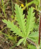 Potentilla obscura. Лист. Луганская народная республика, г. Луганск, пос. Вергунский разъезд, степь на межбалочном водоразделе. 13.06.2021.