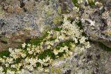 Draba supranivalis