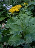 Senecio cannabifolius