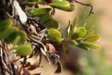 Arctostaphylos uva-ursi. Верхушки побегов (видна абаксиальная поверхность листьев). Ленинградская обл., Выборгский р-н, вост. берег Ермиловского залива, крутой склон из моренных отложений над пляжем, опушка леса. 11.06.2023.