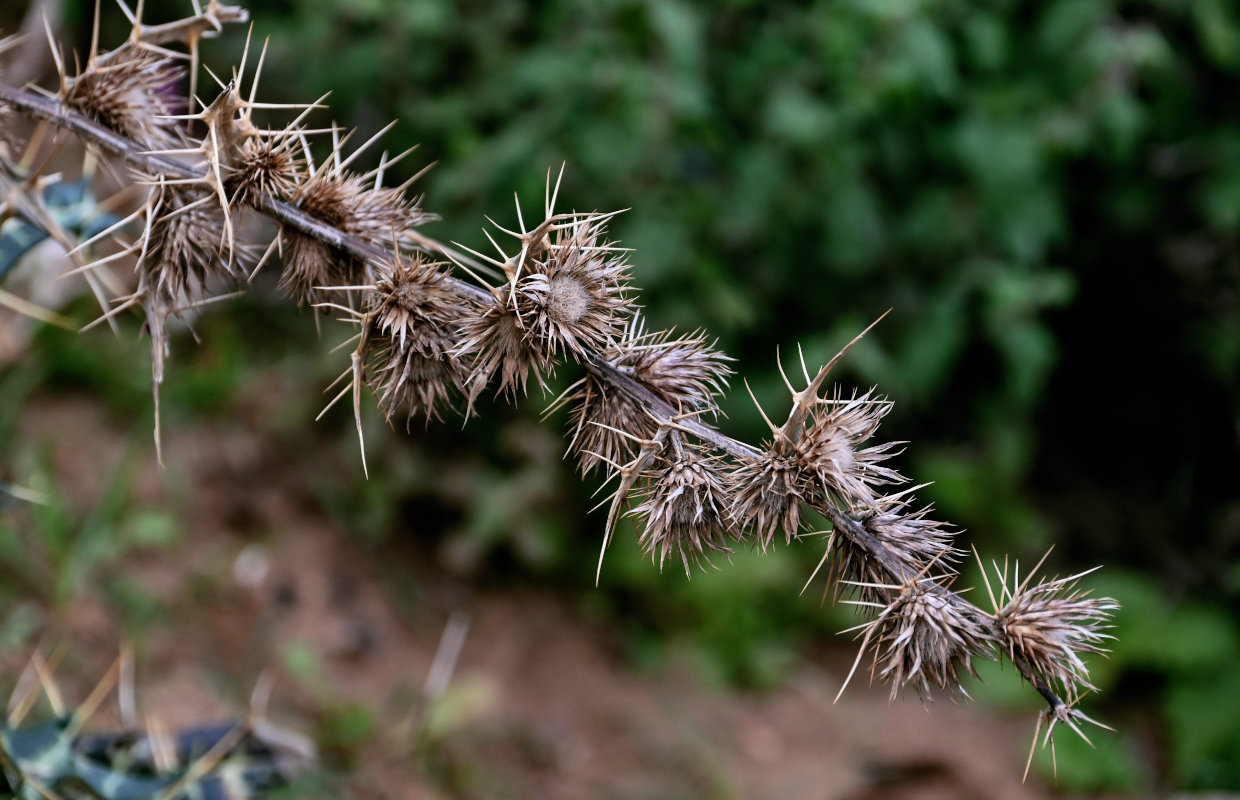 Изображение особи Ptilostemon dyricola.