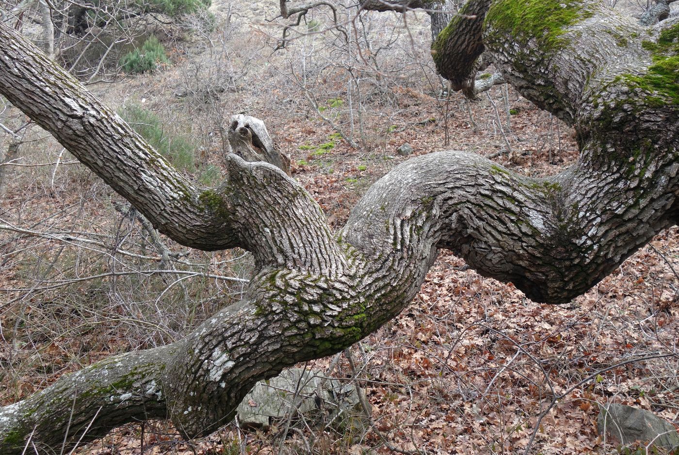 Image of Quercus petraea specimen.