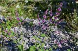 Salvia verticillata