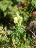 Aconitum confertiflorum