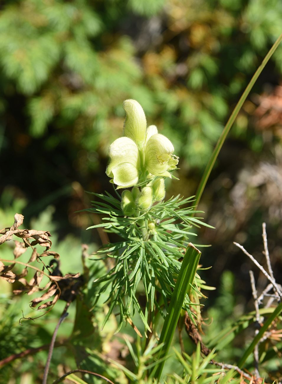 Изображение особи Aconitum confertiflorum.