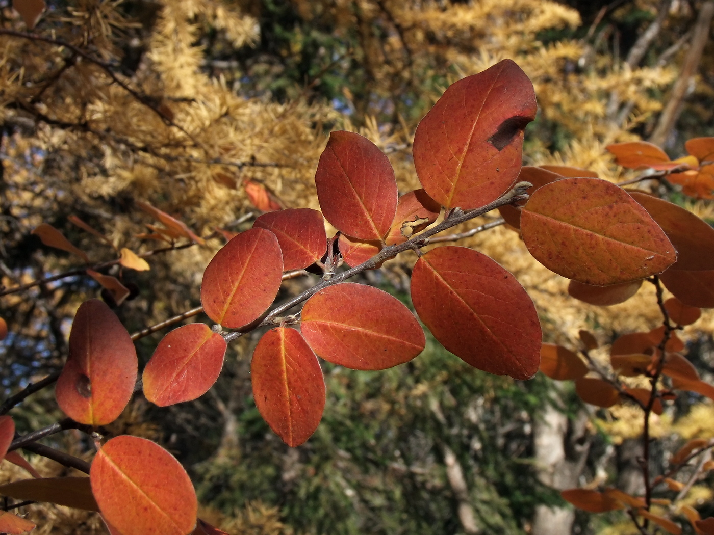 Image of Cotoneaster melanocarpus specimen.