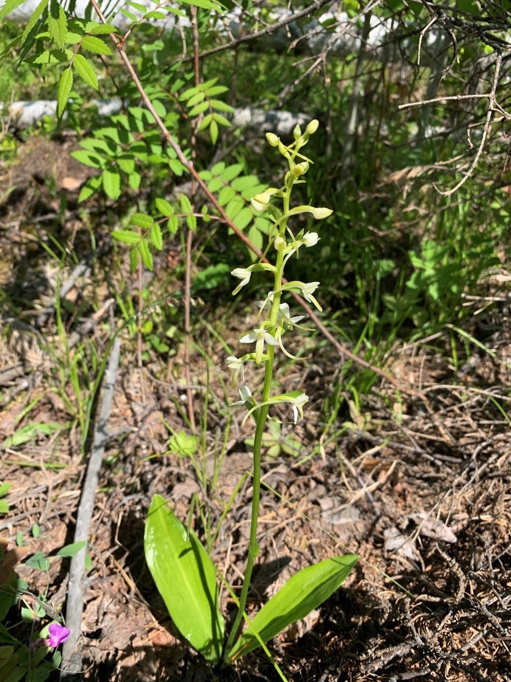 Изображение особи Platanthera bifolia.