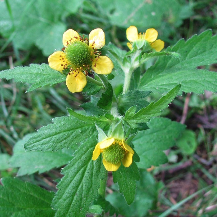 Изображение особи Geum aleppicum.