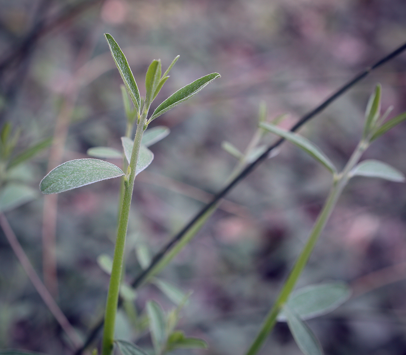 Image of Spartium junceum specimen.