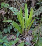 Phyllitis scolopendrium. Растение со старыми повреждёнными и молодыми (по центру) вайями. Абхазия, Гудаутский р-н, Мюссерский лесной массив, долина р. Риапши, широколиственный лес. 12.04.2024.