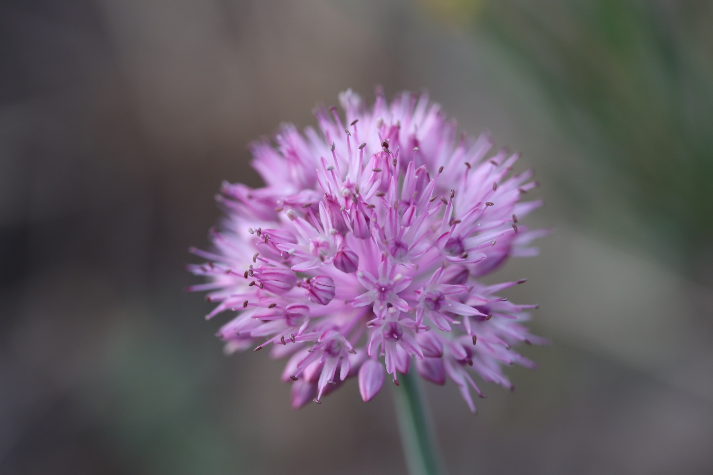Image of Allium caricifolium specimen.