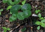 Asarum europaeum. Листья (молодое растение). Московская обл., Раменский р-н, окр. ж.-д. платформы Хрипань, смешанный лес у ЛЭП. 19.05.2024.