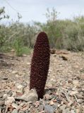 Cynomorium songaricum