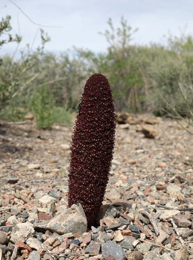 Image of Cynomorium songaricum specimen.