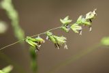 Poa trivialis