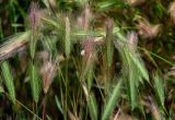 Hordeum murinum