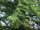 Cedrus deodara