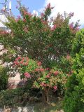 Lagerstroemia indica