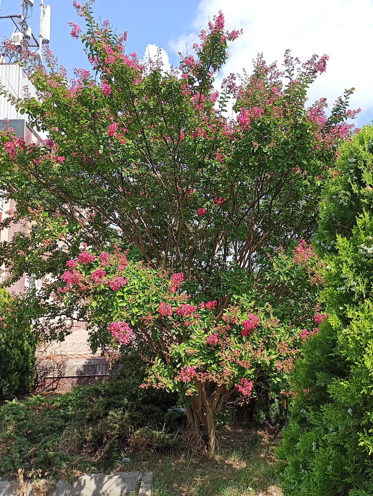 Image of Lagerstroemia indica specimen.