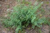 Lagonychium farctum