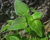 Theligonum cynocrambe