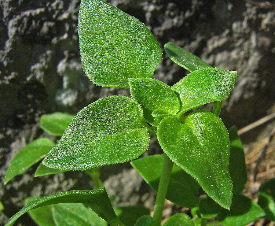 Изображение особи Theligonum cynocrambe.