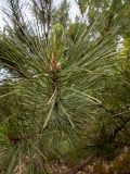 Pinus pallasiana