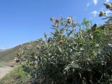Cirsium argillosum. Цветущее растение. Дагестан, Докузпаринский р-н, окр. с. Мискинджа, щебнисто-глинистая осыпь над дорогой. 05.08.2024.