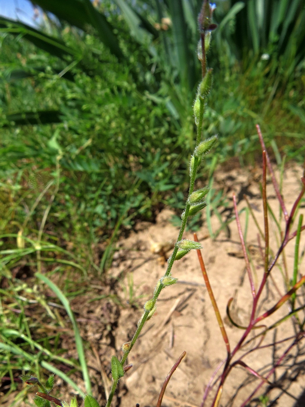 Изображение особи Myosotis micrantha.
