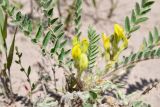 Astragalus rubtzovii. Прикорневая часть растения с соцветиями. Казахстан, Алматинская обл., Северный Тянь-Шань, дол. р. Кегень, пески Кум-Текей, ≈ 2000 м н.у.м., барханные пески. 26 июля 2024 г.