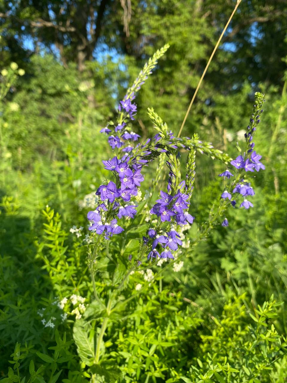 Изображение особи Veronica teucrium.